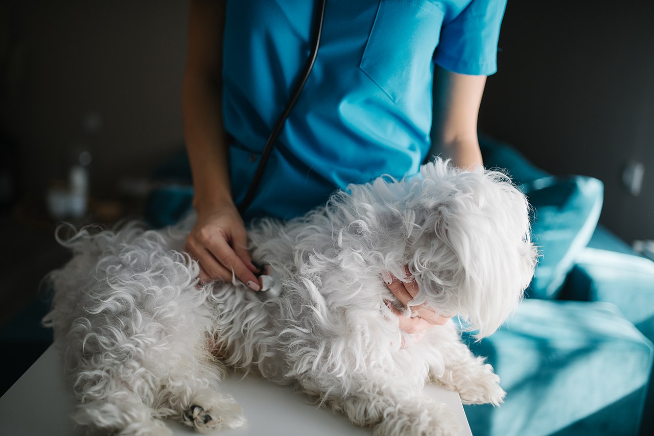 Veterinær som lytter på en liten hvit hund med stetoskop på undersøkelsesbordet