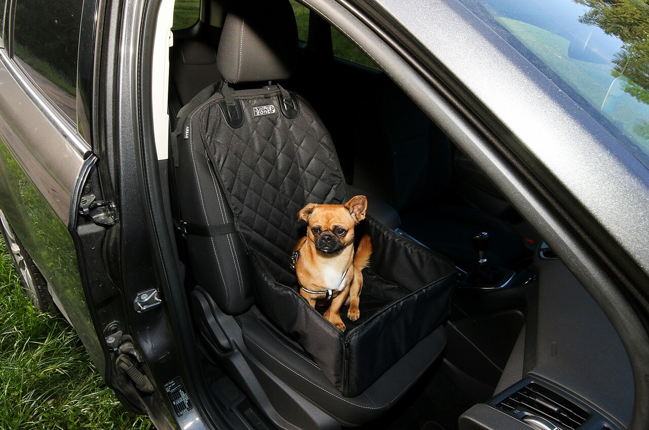 Liten hund sikret i bilsetet med sele