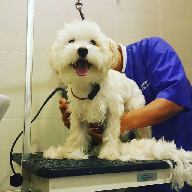 Liten hvit hund som blir stelt og børstet på et stellebord