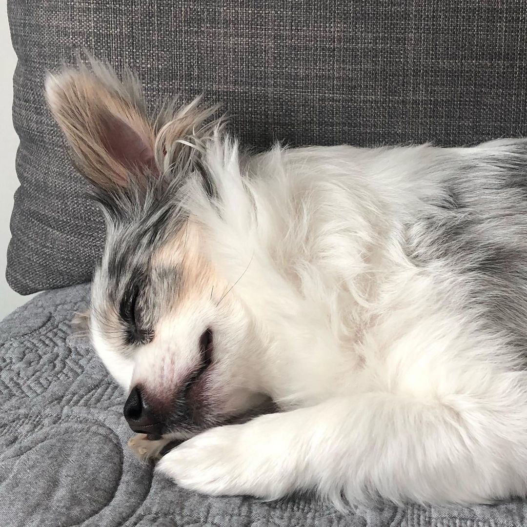 Hund som sover fredelig sammenkrøllet i en sofa