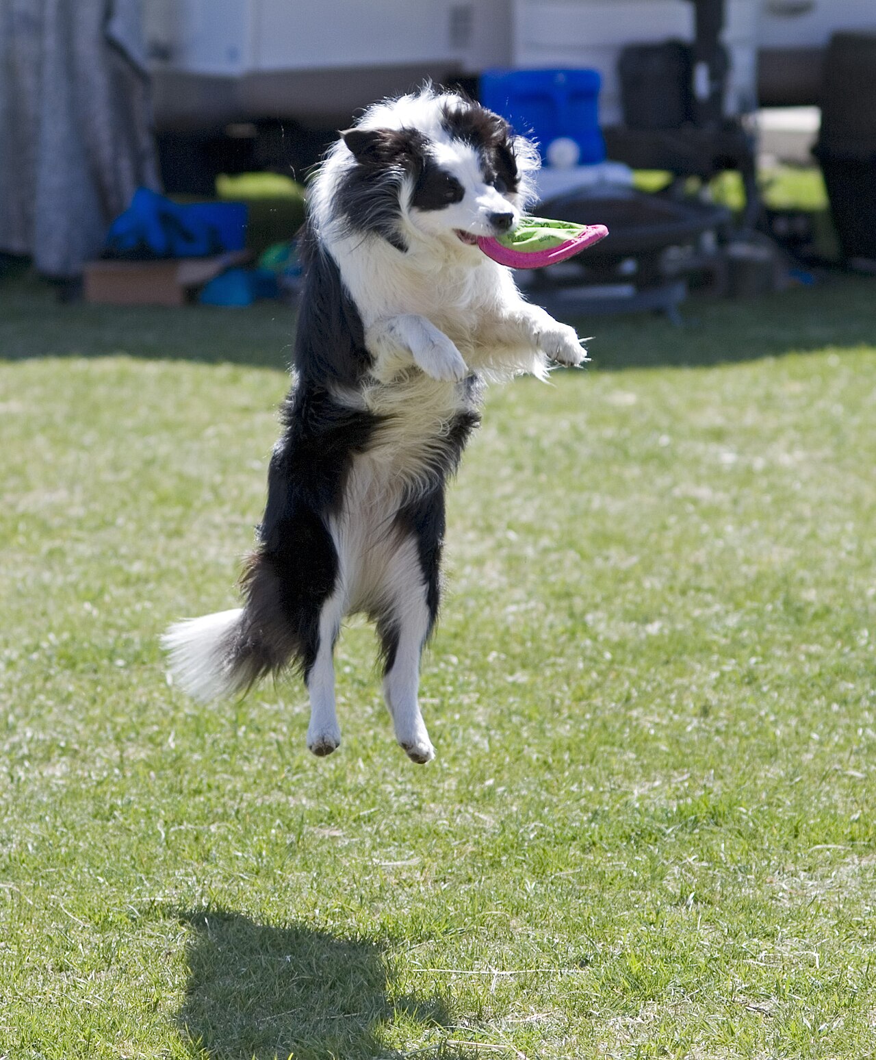 Border collie som hopper høyt etter en frisbee