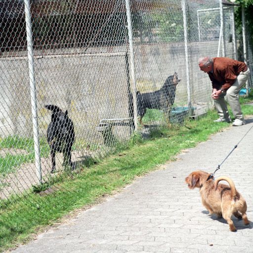 Dyrehjem med inngjerdede luftegårder og hunder
