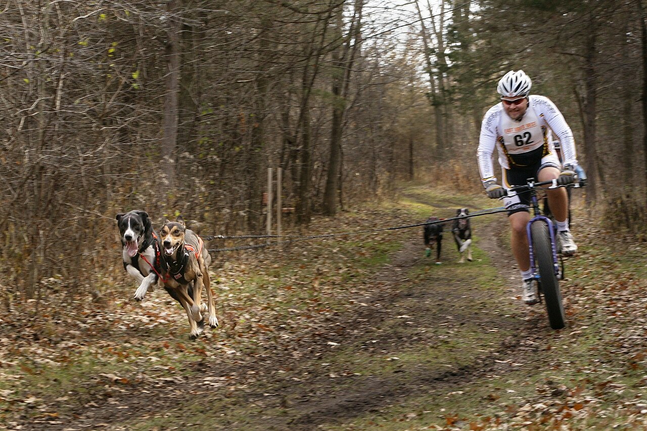 Hunder som trekker en syklist langs en skogssti (bikejoring)