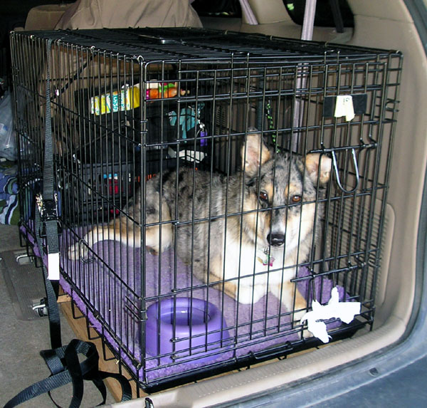Hund i et transportbur i bagasjerommet på en bil