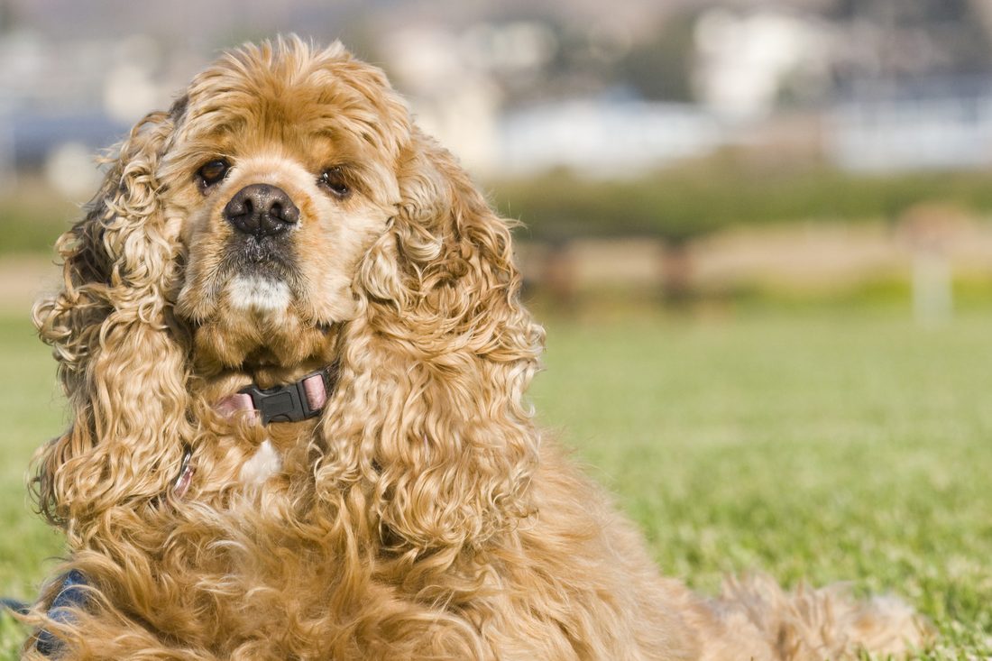 Amerikansk cocker spaniel
