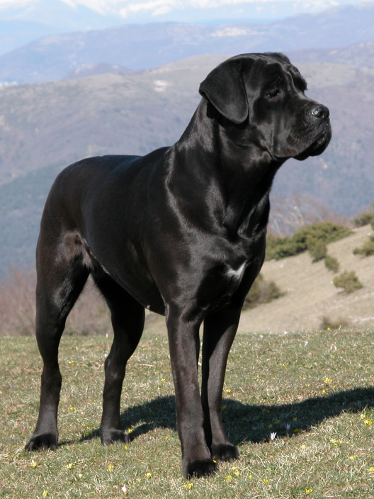 Cane corso