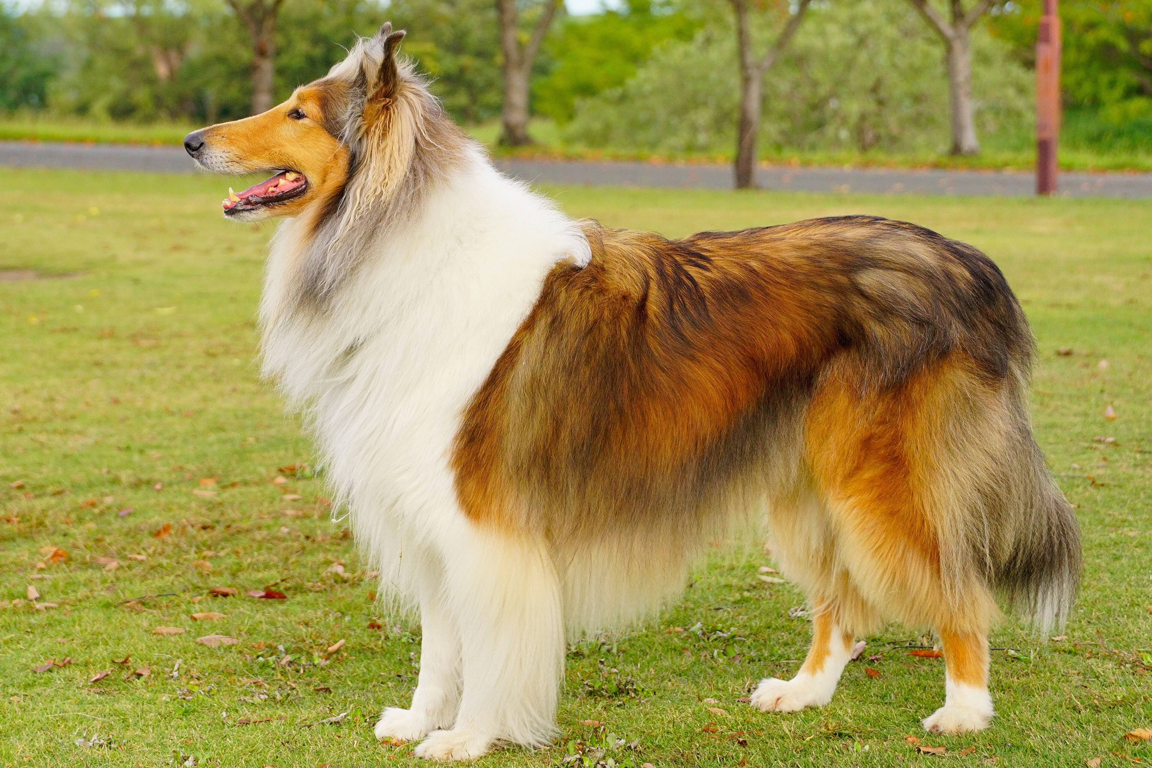 Collie (langhåret)
