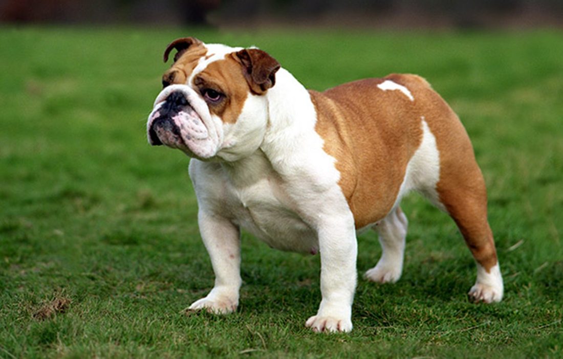 Engelsk bulldog