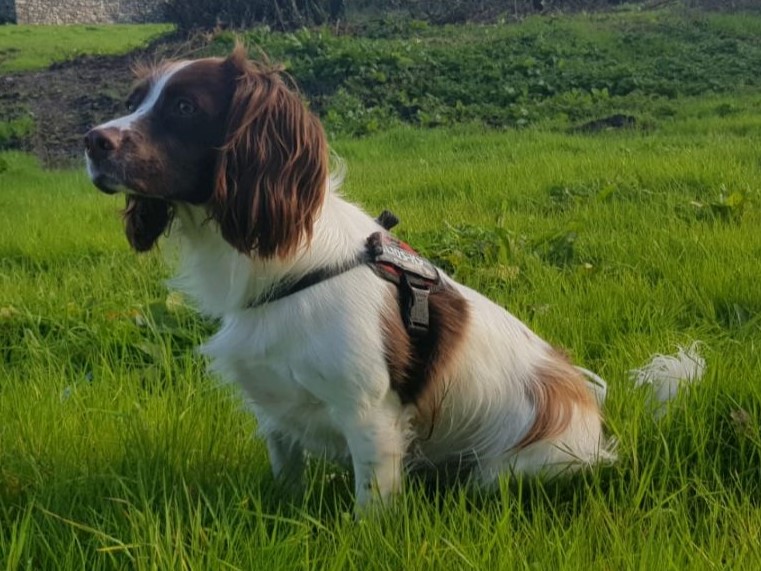 Engelsk springer spaniel