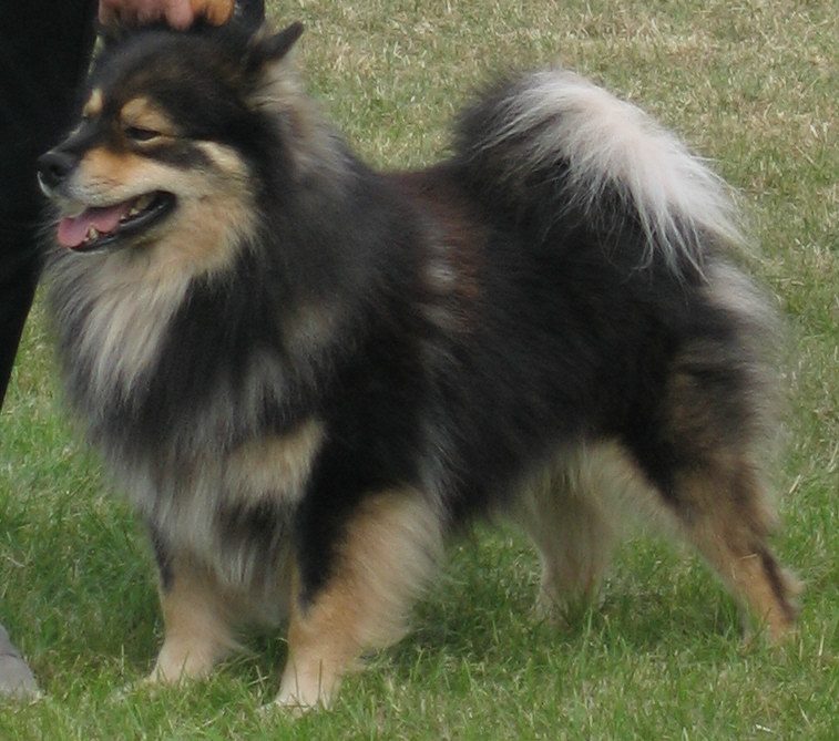 Finsk lapphund