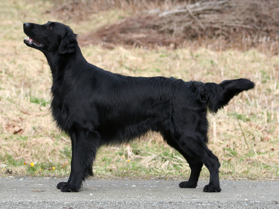 Flat coated retriever