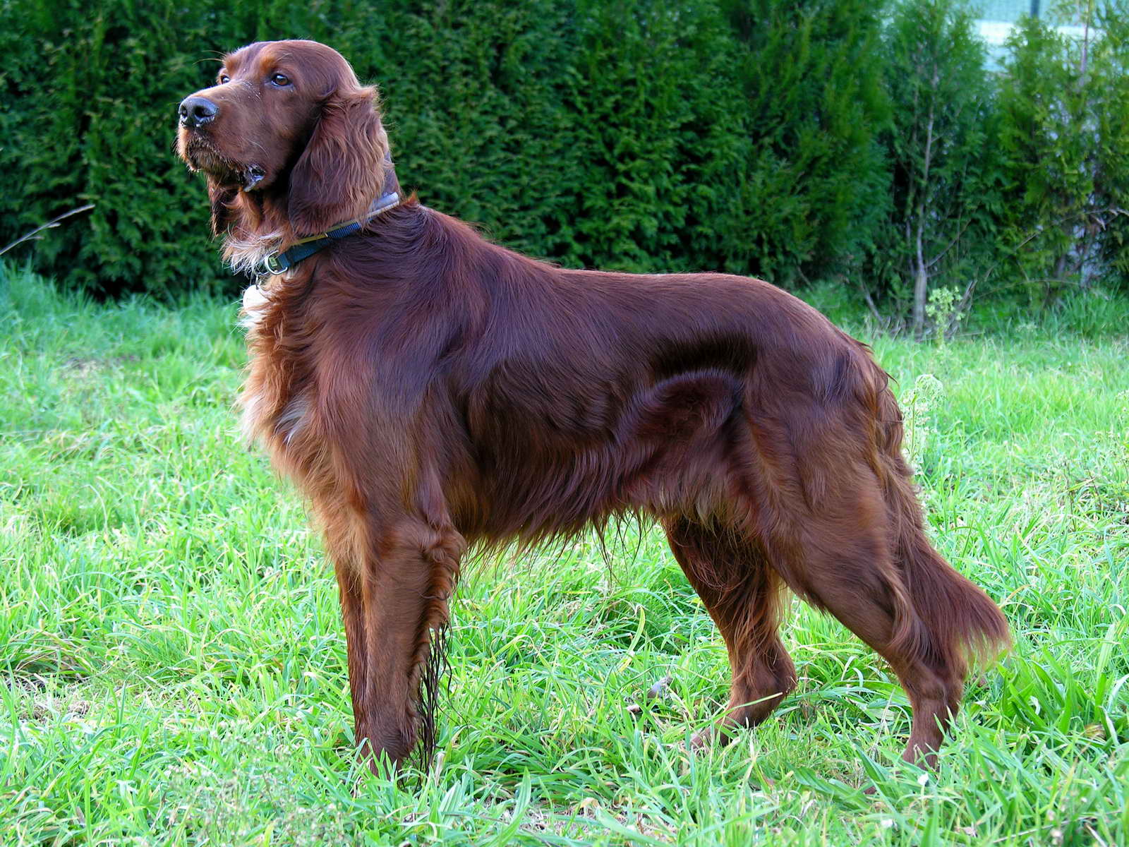 Irsk setter