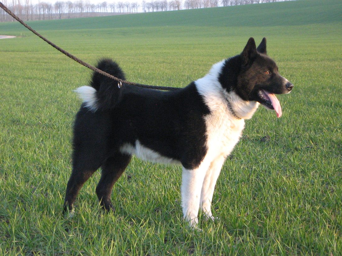Karelsk bjørnhund
