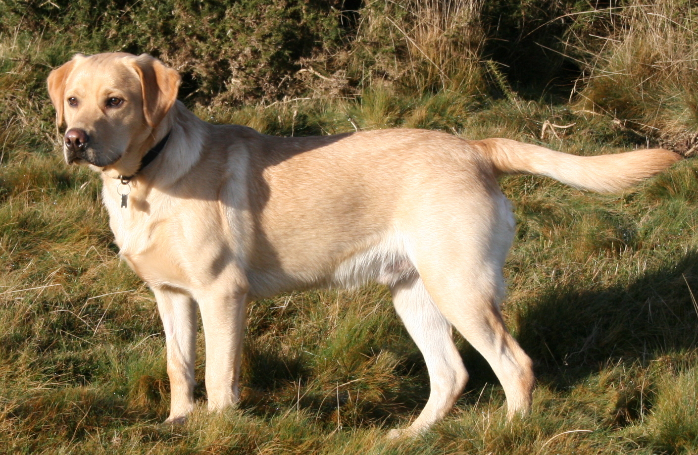 Labrador retriever