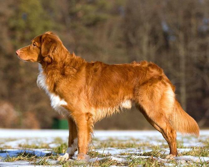 Nova Scotia retriever (toller)