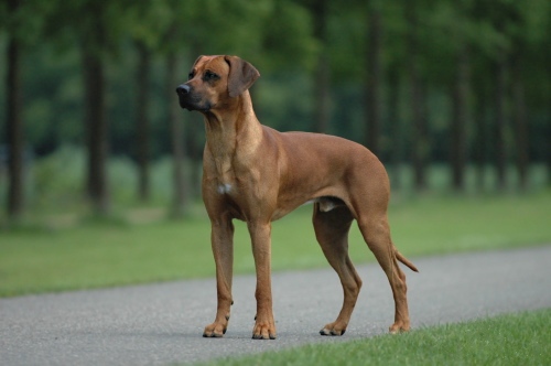 Rhodesian ridgeback