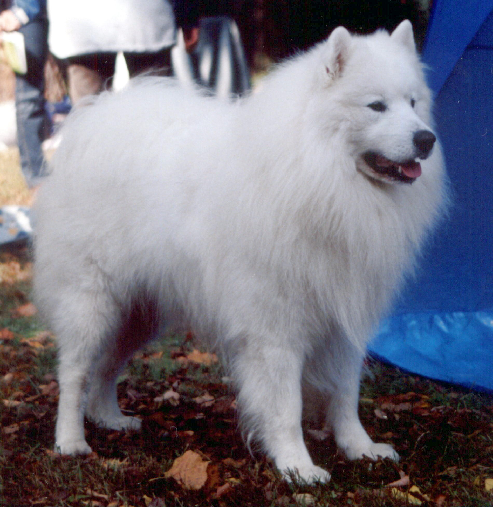 Samojed
