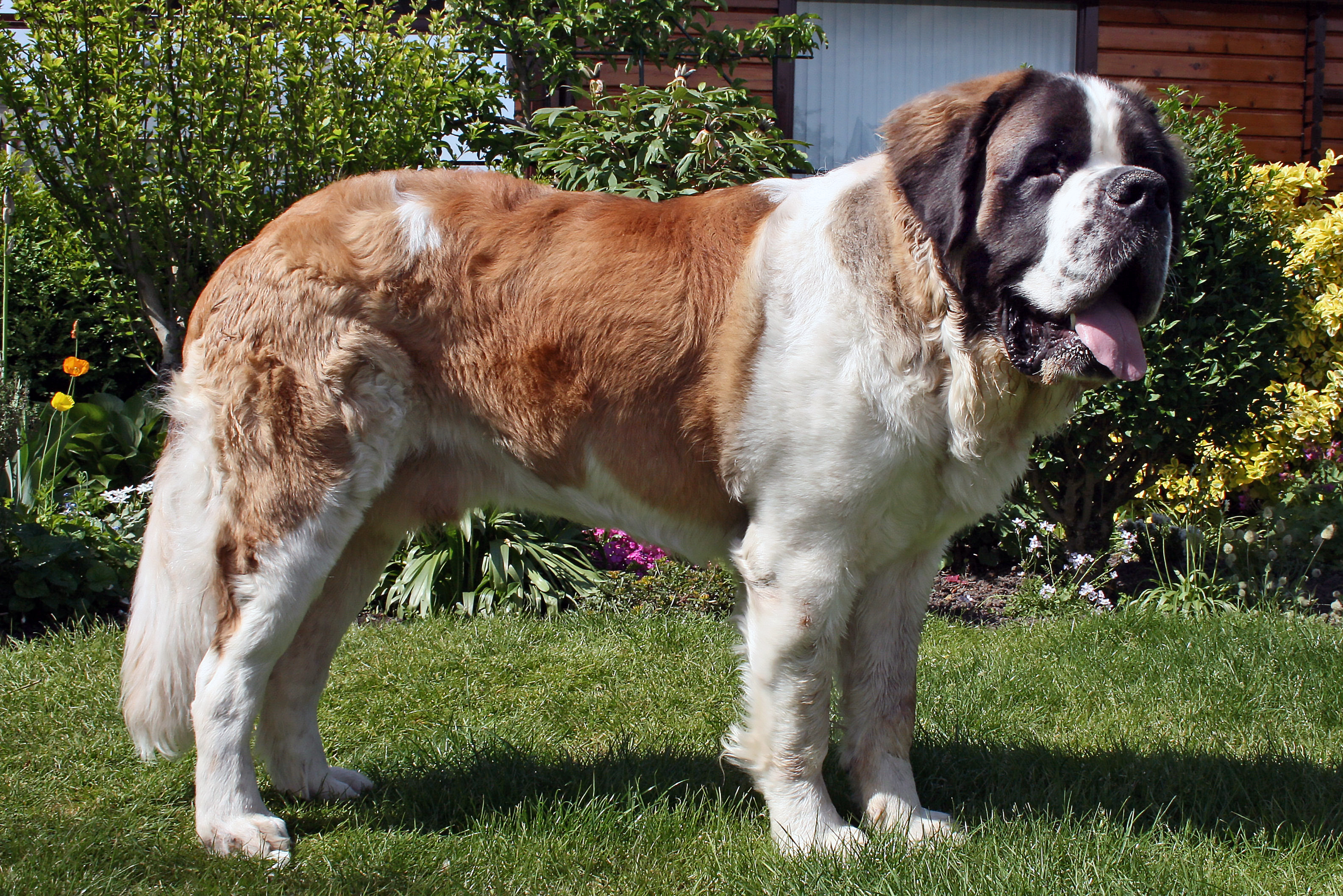 Sankt bernhardshund
