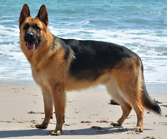 Schäferhund (tysk)