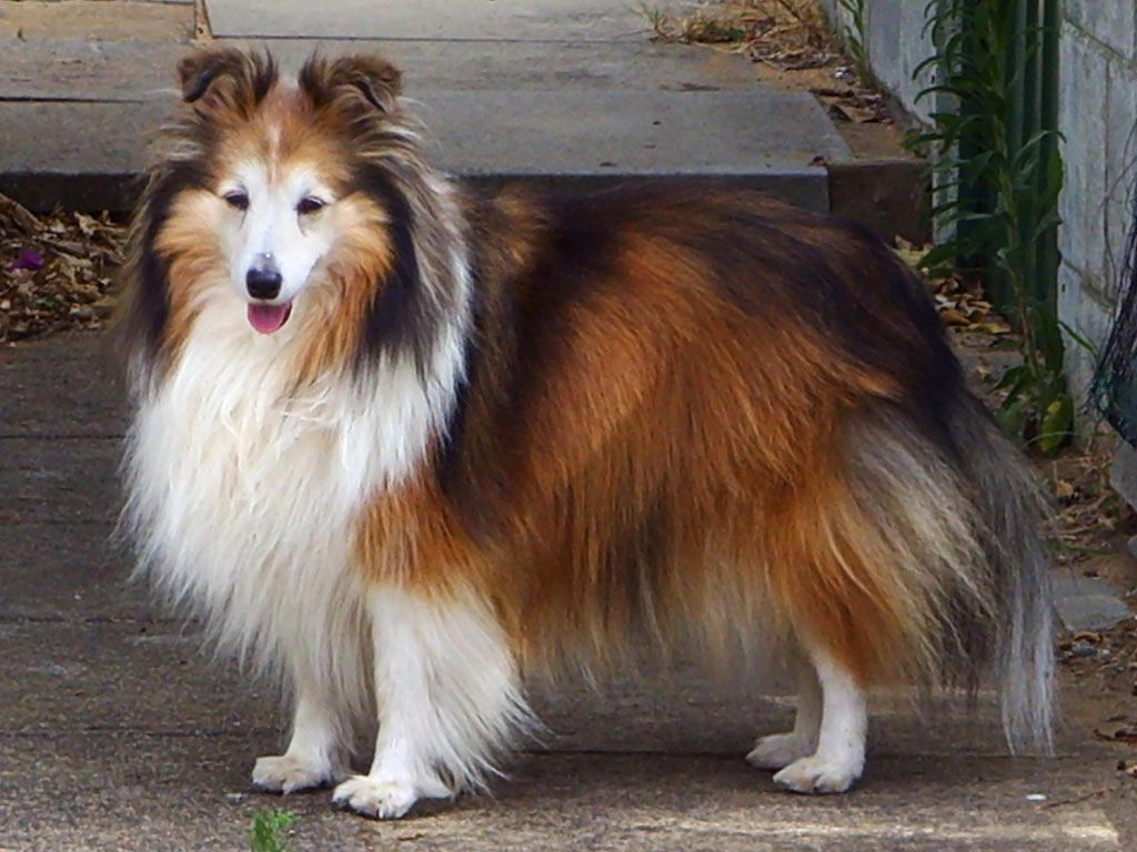Shetland sheepdog (sheltie)