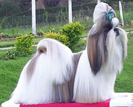 Shih tzu