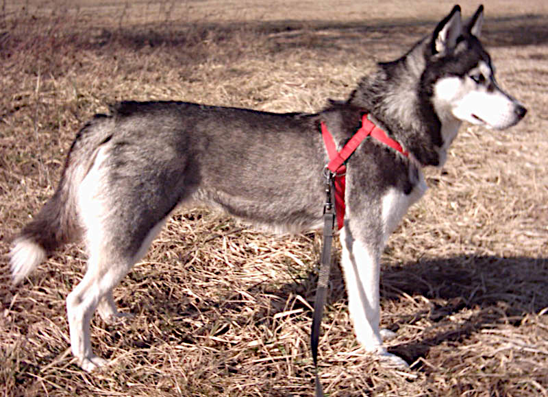 Siberian husky