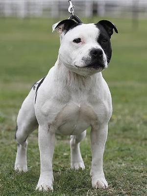 Staffordshire bull terrier