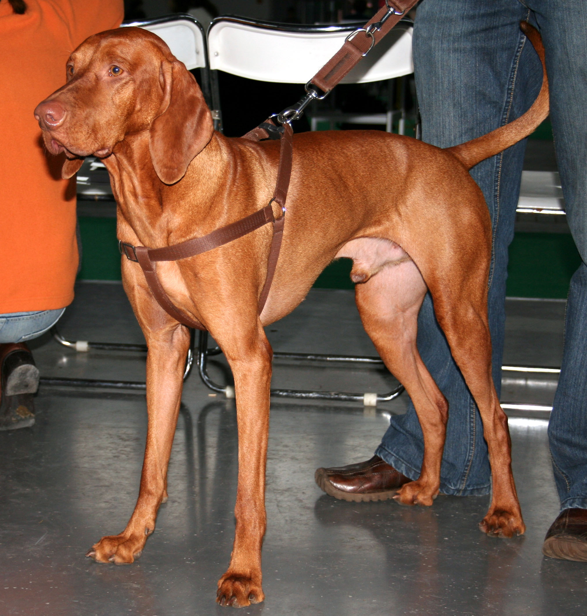 Vizsla (ungarsk korthåret)