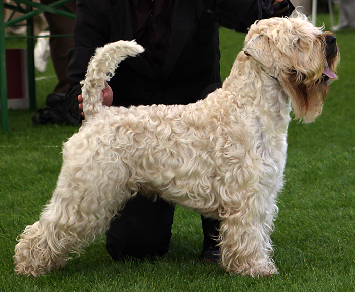 Wheaten terrier