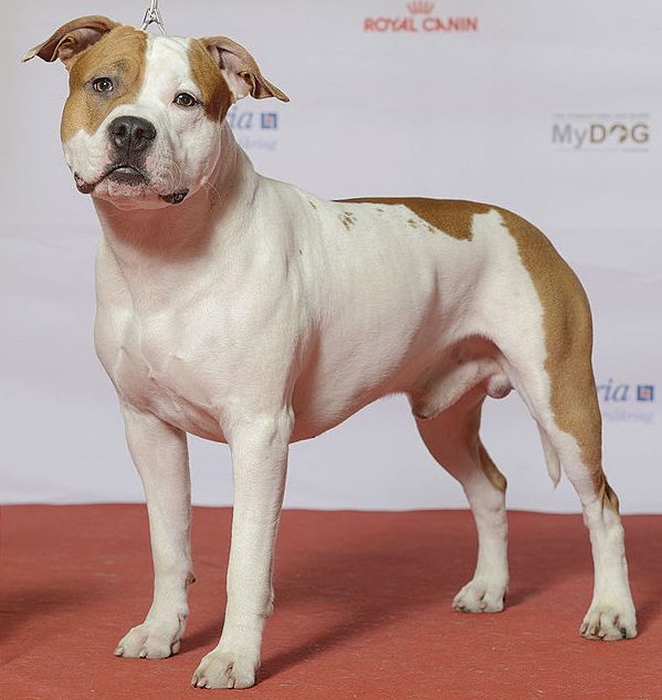 Amerikansk staffordshire terrier