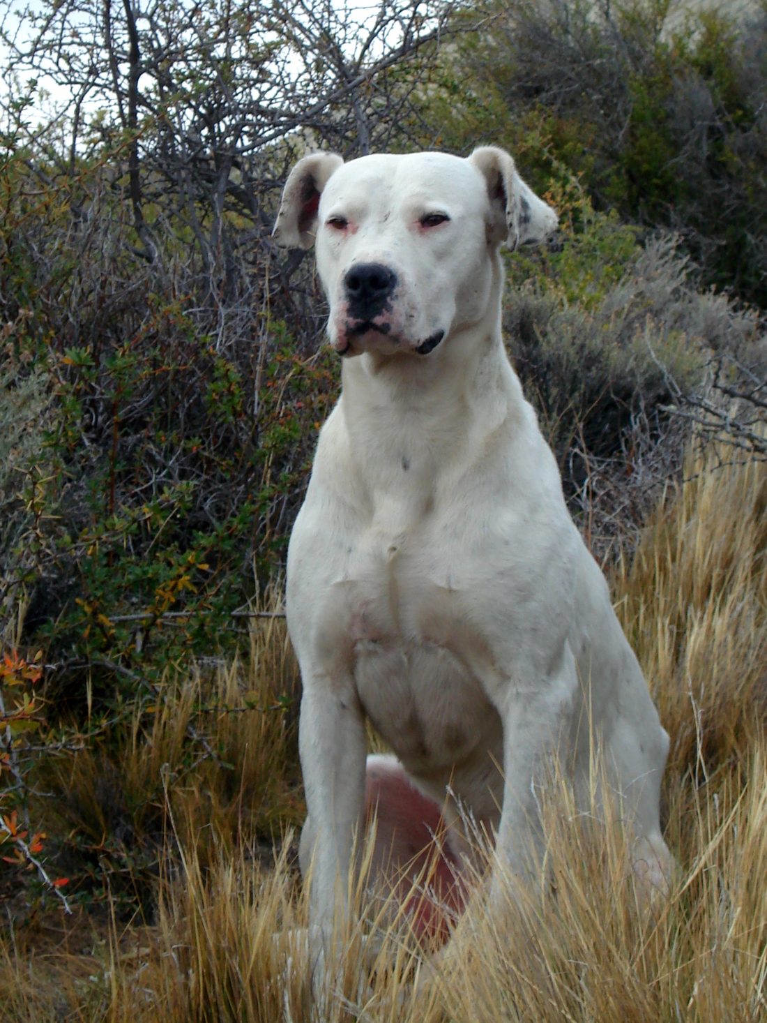 Dogo argentino