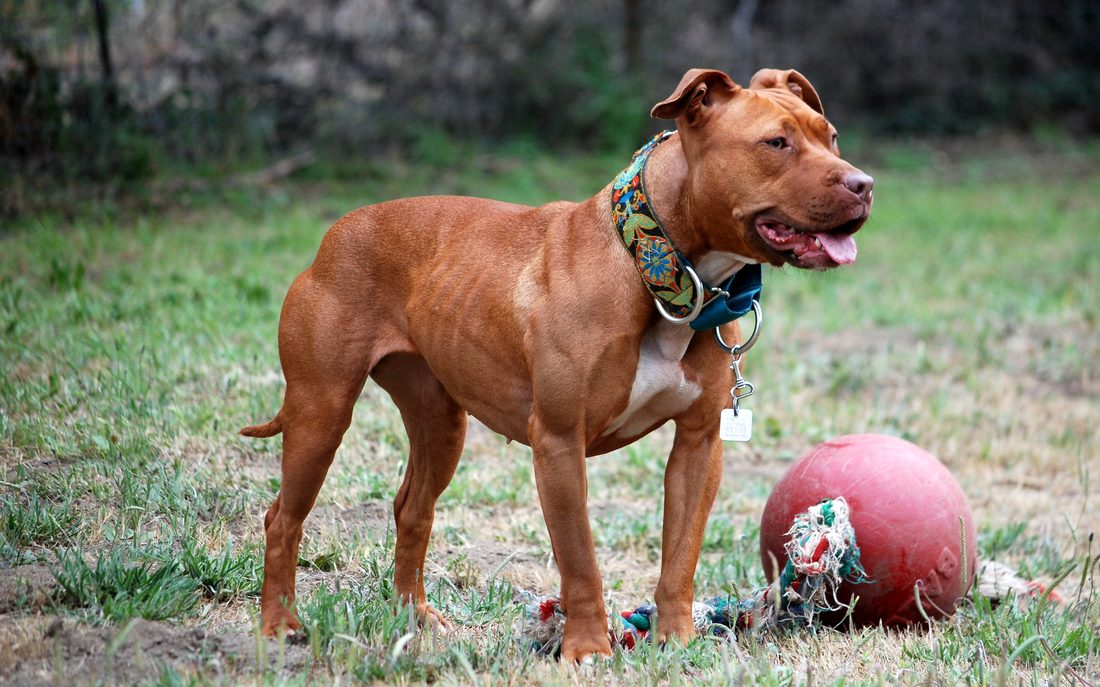 Pitbullterrier